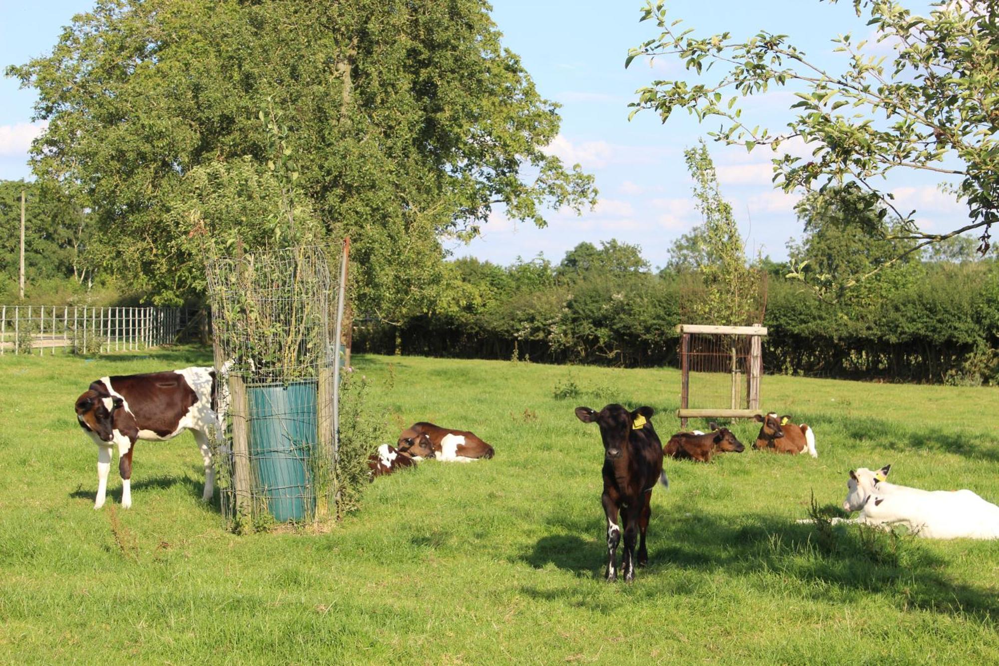 Parkfields Barns Self Catering Accommodation Buckingham Exterior foto